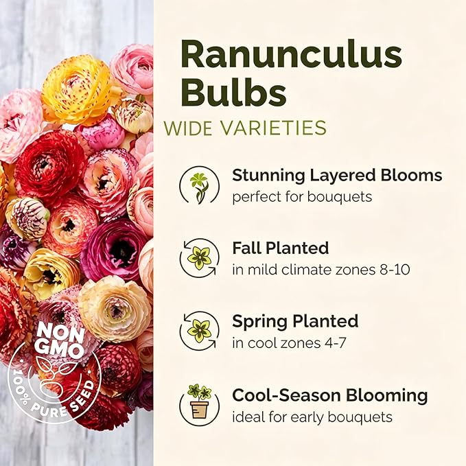 Mixed Ranunculus Bulbs for Planting, 3 PCS Ranunculus Buttercups, Rare Perennial Bulbs for Vibrant Garden Blooms, Borders Outdoor Heirloom Non-GMO