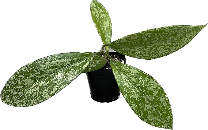 Hoya Publicalyx Splash Red Button - Hoya Plant - Air Purifying Plant - Pet Friendly Plant - Hoya Plants Live Houseplants - Wax Plant (1 Small Plant, 2" Pot)