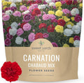 Carnation Chabaud Mix – Large 1/4 Ounce Seed Packet – 4,000 Flower Seeds for Planting – Dianthus caryophyllus