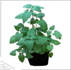 Live Catnip - Nepeta (4 Plants Per Pack) - Reduces Cat Stress and Anxiety - 8" Tall by 4" Wide in 1 Pt Pot