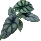 BubbleBlooms Alocasia Silver Dragon, Alocasia Baginda, Jewel Alocasia, Elephant Ear Silver Dragon in 2 inch Pot