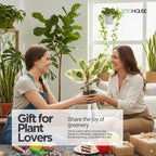 Ficus Tineke Live Variegated Full Size Rubber Plant | Easy Care Indoor Plant, Air Purifier Houseplant for Home & Office | Colorful Green, Cream & Pink Leaves in 4” Pot - JitoHouse