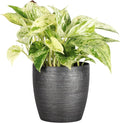 Thorsen's Greenhouse Marble Queen Pothos, Live Indoor Plant, Easy to Grow, Rare Variegated Houseplant, Natural Air Purifier, 4-inch Diameter Pot (Brushed Silver)