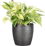 Thorsen's Greenhouse Marble Queen Pothos, Live Indoor Plant, Easy to Grow, Rare Variegated Houseplant, Natural Air Purifier, 4-inch Diameter Pot (Brushed Silver)