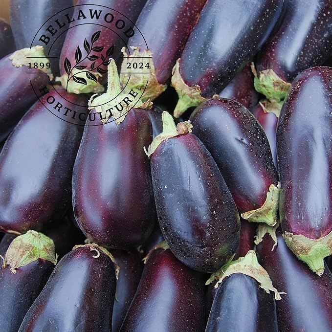 Classic Eggplant Live Plants 6-Pack – Garden-Ready Eggplant Plants for Raised Beds, Containers, or Outdoor Gardens – 2–5” Transplant-Ready Plug Plants