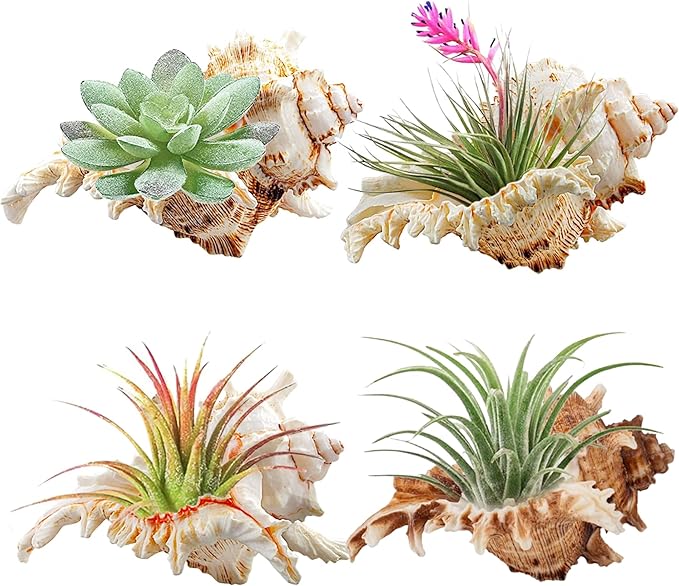 YZHZOM 4 Pack 4-5 inches Conch Shells for Decorating air Plant Holders Unique Succulent Pot Betta Fish Tank Decoration Aquarium décor Fish House for Aquarium Beach Theme Party (No Plants)