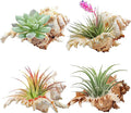 YZHZOM 4 Pack 4-5 inches Conch Shells for Decorating air Plant Holders Unique Succulent Pot Betta Fish Tank Decoration Aquarium décor Fish House for Aquarium Beach Theme Party (No Plants)