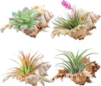 YZHZOM 4 Pack 4-5 inches Conch Shells for Decorating air Plant Holders Unique Succulent Pot Betta Fish Tank Decoration Aquarium décor Fish House for Aquarium Beach Theme Party (No Plants)