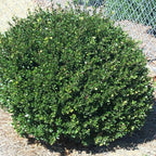 RedCrocus Compacta Japanese Holly Ilex crenata- Evergreen Shrub for Borders & Containers, Pet Safe, Deer Resistant, Low Maintenance, Fine Foliage 3 Gallon
