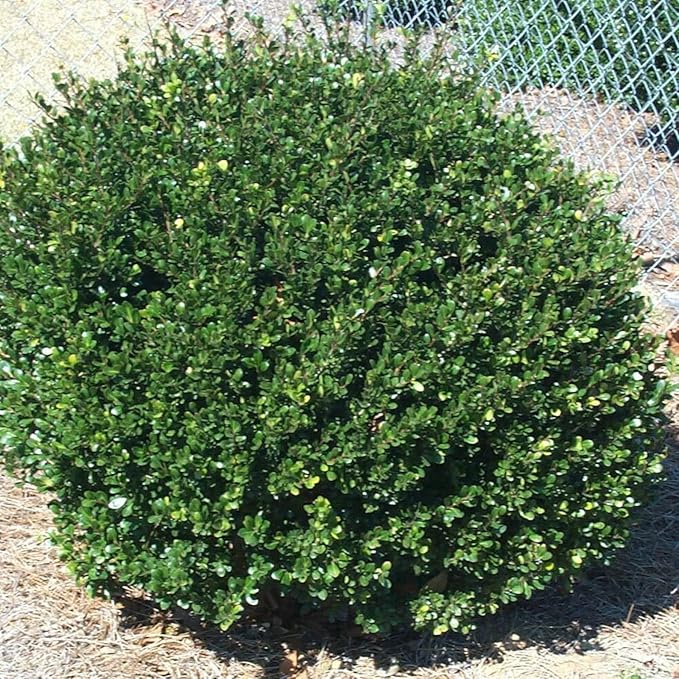 RedCrocus Compacta Japanese Holly Ilex crenata- Evergreen Shrub for Borders & Containers, Pet Safe, Deer Resistant, Low Maintenance, Fine Foliage 3 Gallon