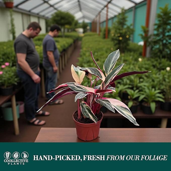 Stromanthe Triostar Live Plant in 6" Pot – Tricolor Indoor Houseplant, Pink Green White Variegated Foliage, Easy Care, Low Maintenance, Pet Friendly