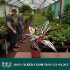Stromanthe Triostar Live Plant in 6" Pot – Tricolor Indoor Houseplant, Pink Green White Variegated Foliage, Easy Care, Low Maintenance, Pet Friendly