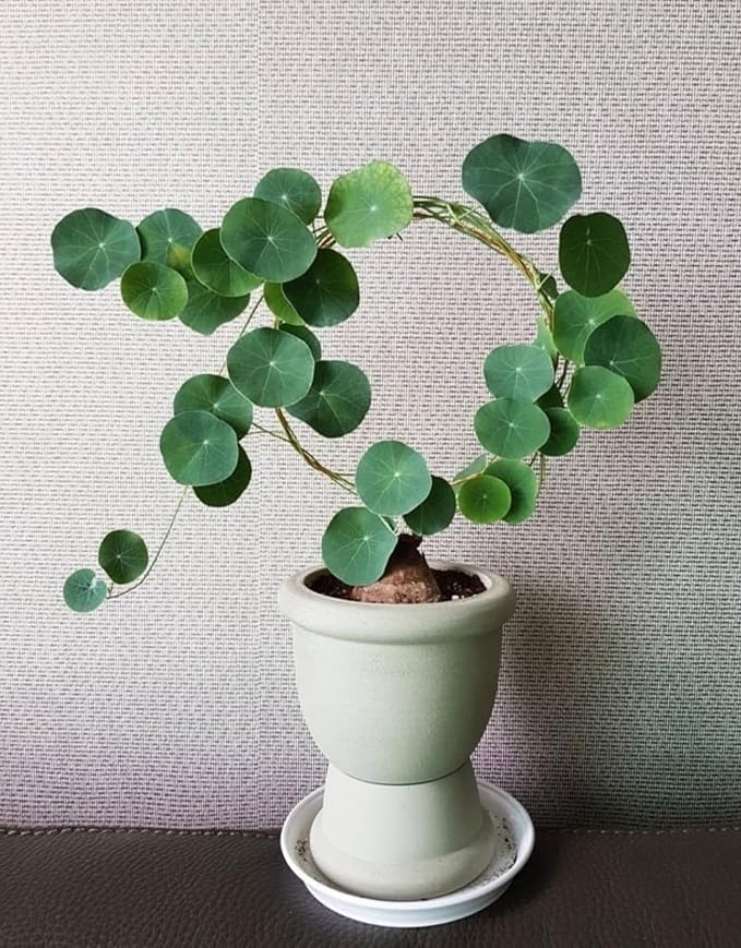 2"-2.5" Hardy Stephania Cephalantha Plant Small Caudex Wide, Rare Succulent Already Sprouts with No Hair Roots, for Planting,Home Decor, Houseplant Decor