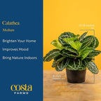 Costa Farms Calathea Dottie Live Plant in Self Watering Pot, Indoor Houseplant, Perfect for Home, Room, or Office Decor, Great House Warming or Birthday Gift, 12-18 Inches Tall