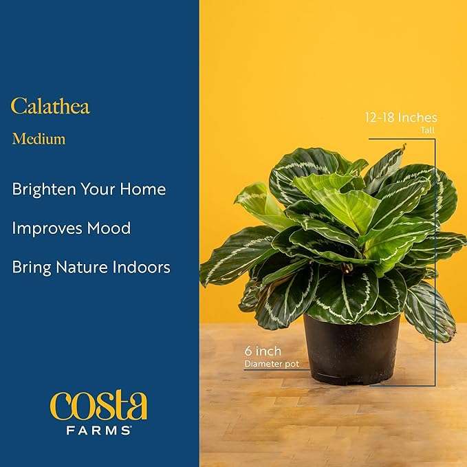 Costa Farms Calathea Live Plant in Decorative Pot, Indoor Houseplant, Assorted Variety, Perfect for Home, Room, or Office Decor, Great House Warming or Birthday Gift, 12-18 Inches Tall