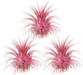 Air Plants - Tillandsia Ionantha - Organically Enhanced Color - Live Arrival Guaranteed - House Plants for Home Decor & Gift (Coral Glow 3pk)