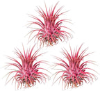 Air Plants - Tillandsia Ionantha - Organically Enhanced Color - Live Arrival Guaranteed - House Plants for Home Decor & Gift (Coral Glow 3pk)
