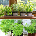Doter Organic Potting Soil Mix 4qt for All Indoor & Outdoor Small Containers Including Herbs, Vegetables, and Flowers