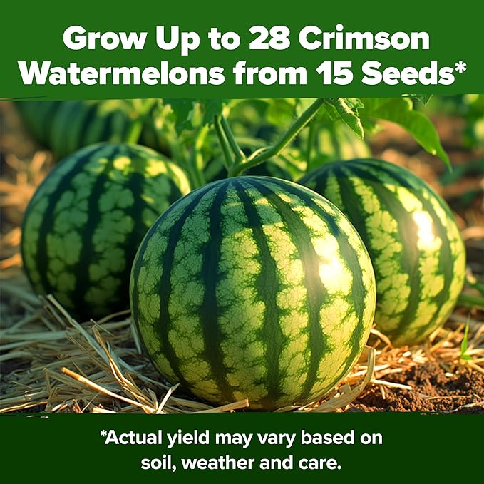 HOME GROWN 𝗨𝗦𝗔 𝗣𝗥𝗘𝗠𝗜𝗨𝗠 𝗢𝗥𝗚𝗔𝗡𝗜𝗖 Watermelon Vegetable Seeds 15 & Cherry Belle Radish 800 & Tendersweet Carrots 3000