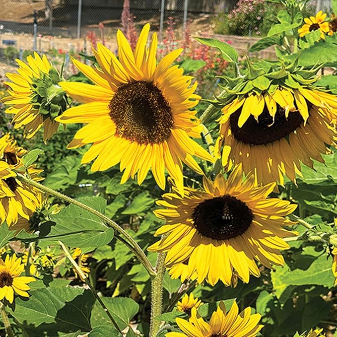 Seed Needs Dwarf Sunflower Seeds for Planting Incredible Sunflowers - Heirloom & Open Pollinated Flowers to Plant an Outdoor Wildflower Garden to Attract Beneficial Pollinators (1 Pack)