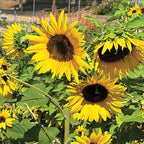 Seed Needs Dwarf Sunflower Seeds for Planting Incredible Sunflowers - Heirloom & Open Pollinated Flowers to Plant an Outdoor Wildflower Garden to Attract Beneficial Pollinators (2 Packs)