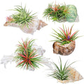 Biggun 5 Pack Conch Sea Shell Air Plant Holder-Natural Conch Plant Pots Holder in 5 Styles Decorative Tillandsias Succulent Display Container Table Centerpiece for Home Garden Beach Theme Party Favor