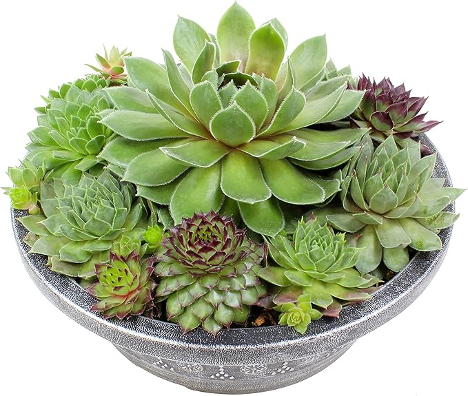 Live Sempervivum Hens and Chicks Succulent Bowl with Mini Plants, Decorative Ceramic Planter by Plants for Pets