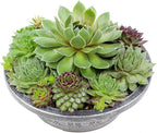 Live Sempervivum Hens and Chicks Succulent Bowl with Mini Plants, Decorative Ceramic Planter by Plants for Pets