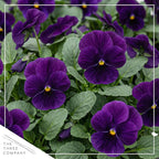 Live Healthy Flowering Pansies - Purple (4 Plants Per Pack), Beautiful Winter Color, 6" Tall by 4" Wide in 1 Pint Square Pot