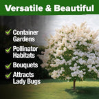 HOME GROWN 53 White Lilac Flower Seeds Non-GMO, Heirloom Tree Seeds for Planting, Fragrant Flowering Tree Seeds for Landscaping, Pollinator Gardens, and Ornamental Borders (Syringa reticulata)