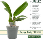 Better-Gro Cattleya Hybrid RLC. Goldenzelle 'Lemon Chiffon’, 4" Live Plant, Blooms in 6-12 Months with Proper Care, Yellow and Pink Lip, Fragrant, Hand-Selected by Master Growers