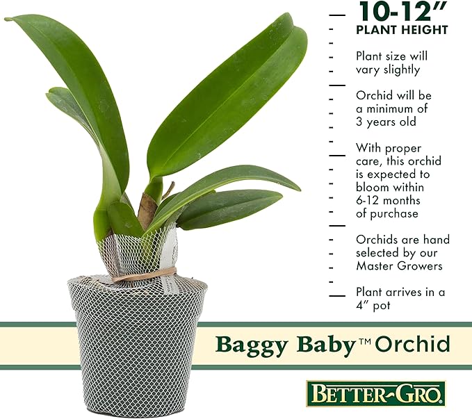 Better-Gro Cattleya Hybrid RLC. Nakornchaisri Red, 4" Live Plant, Blooms in 6-12 Months with Proper Care, Deep red Petals with deep red Ruffled Lip, Hand-Selected by Master Growers
