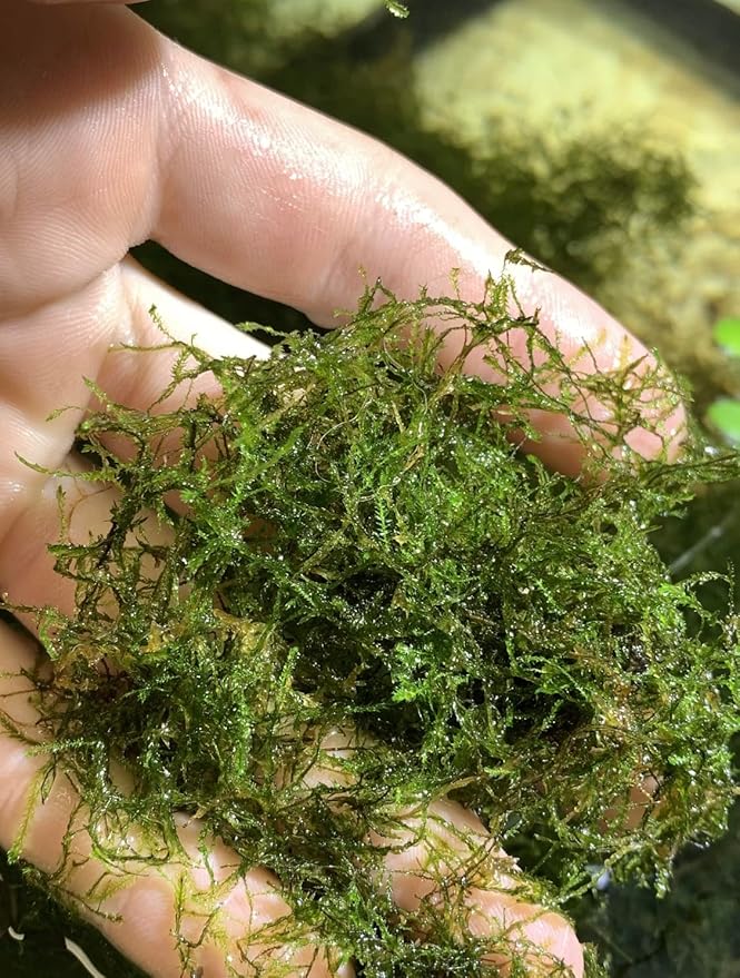 Marcus Fish Tanks Java Moss Freshwater Aquarium Plants Java Moss Live Plant for Aquarium