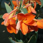 Chalily Canna ‘Chiquita Punch’, a Great Live Pond Plant for Your Water Garden. Filters The koi and Goldfish Pond. Good for Bogs, Plant Shelf or Shallow Water This marginal Aquatic is a Real Beauty