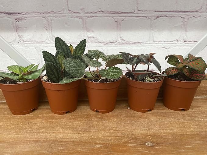 RedCrocus Assorted Terrarium Foliage Plants- Indoor Friendly, Pet Safe, Decorative Small Leaf Varieties for Indoor Gardens & Containers 2.5" Pot (Pack of 20)