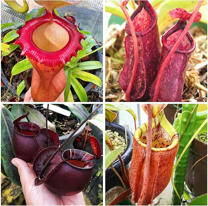 120+ Exotic Nepenthes Seeds for Planting - Non-GMO Heirloom Plant Seeds,Rare Tropical Species