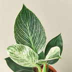 Philodendron Birkin Live Plant for Indoor | Different Houseplants in 4'' & 6'' Pot | Real House Plant for Living Room, Office, Desk & Bathroom | Birkin