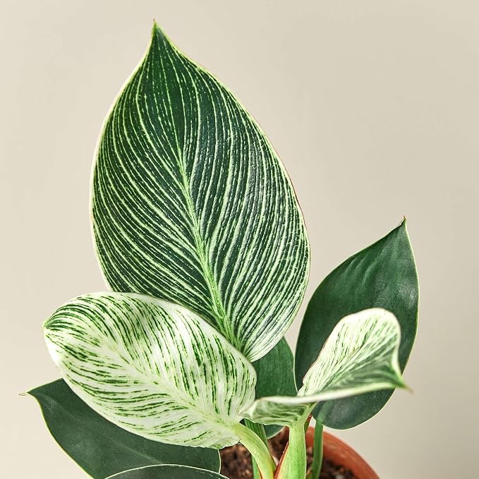 Philodendron Birkin Live Plant for Indoor | Different Houseplants in 4'' & 6'' Pot | Real House Plant for Living Room, Office, Desk & Bathroom | Birkin