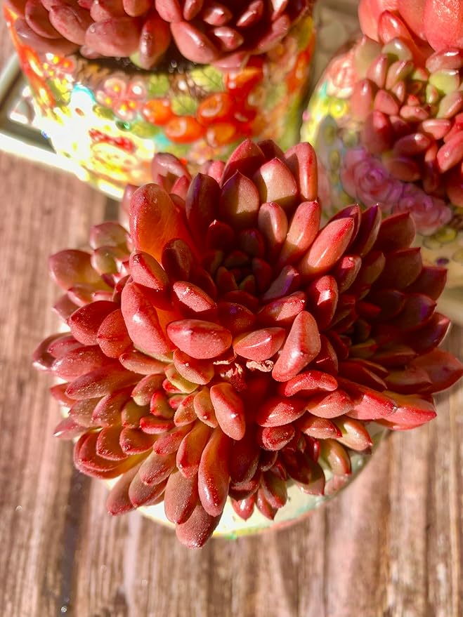 Echeveria Pink Rubby Succulent Kit - with Plastic Pot, 1 Head 2" Live Plant, Compressed Soil & Guide, for Garden Indoor Office Desk (1, Echeveria Pink Rubby)