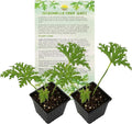 Live Citronella Geranium Plants (2-Pack); Pelargonium Citronella Scented Potted Plants