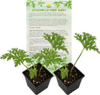 Live Citronella Geranium Plants (2-Pack); Pelargonium Citronella Scented Potted Plants