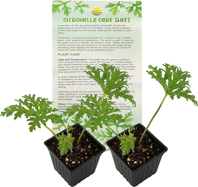 Live Citronella Geranium Plants (2-Pack); Pelargonium Citronella Scented Potted Plants