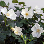 Knock Out 2 Gal. White Rose Shrub