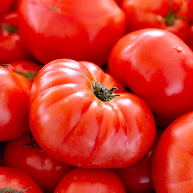 Seed Needs Tomato Seeds for Planting Indeterminate True Beefsteak Tomatoes - Non-GMO Heirloom & Untreated Vegetable Seed to Plant a Home Grown Outdoor Veggie Garden (1 Pack)