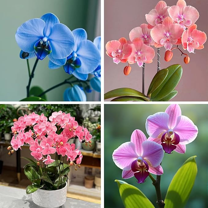 Phalaenopsis Orchid Flower Seed for Planting, 202+ Mixed Phalaenopsis Seeds, Perennial Plant Seed, Non-GMO Heirloom Rare Flower Seed for Home Garden Outdoor