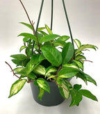 Tricolor Hoya Krimson Princess Available in 2",4", & 6" Pot, Hoya Carnosa Vareiagata, Live Hoya Plant(6" Pot with Multiple Plants)