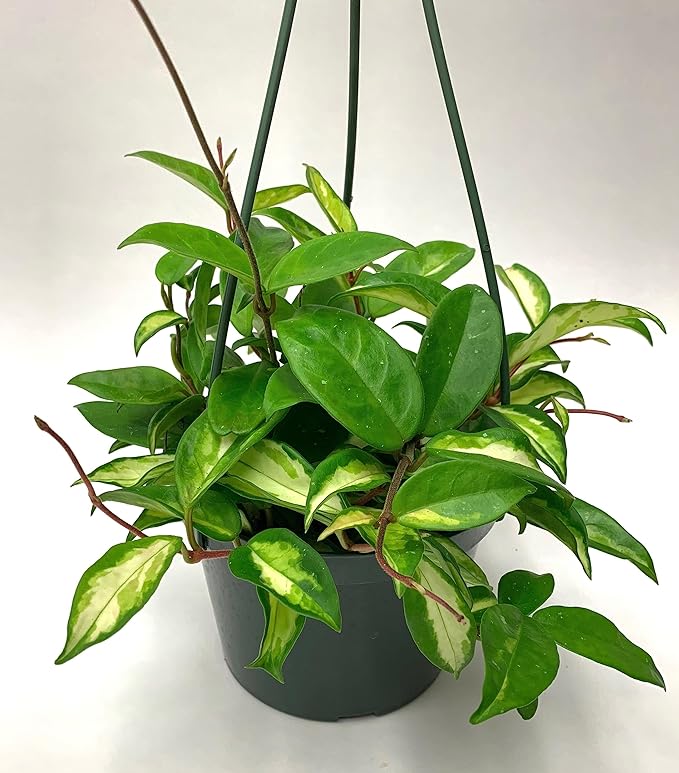 Tricolor Hoya Krimson Princess Available in 2",4", & 6" Pot, Hoya Carnosa Vareiagata, Live Hoya Plant(6" Pot with Multiple Plants)