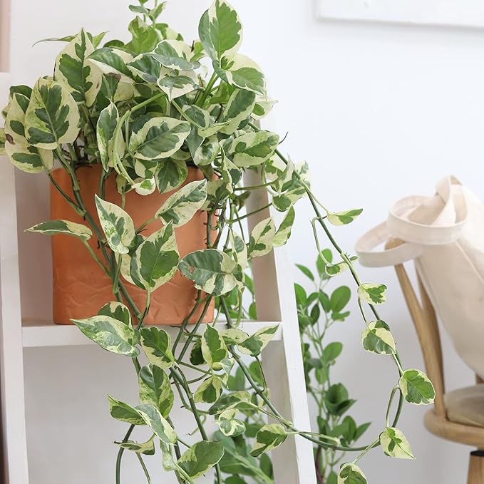 Pothos N'Joy (6" Grower Pot) - Air Purifying and Live Healthy Houseplant - Easy to Grow, Easy to Care Indoor Houseplant