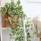 Pothos N'Joy (4" Grower Pot) - Low Light and Healthy Houseplant - Easy to Care Indoor Houseplant
