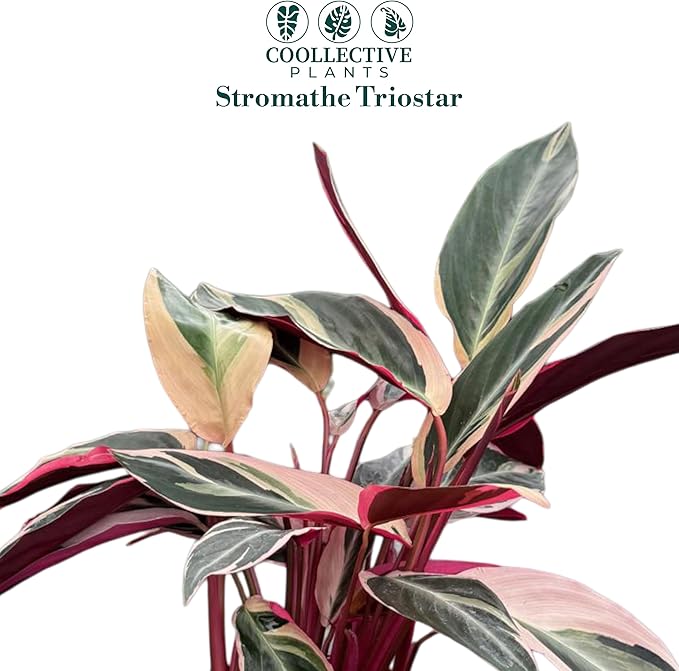 Stromanthe Triostar Live Plant in 6" Pot – Tricolor Indoor Houseplant, Pink Green White Variegated Foliage, Easy Care, Low Maintenance, Pet Friendly